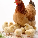 Комбикорм  для птиц и цыплят