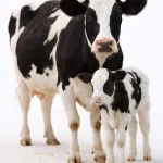 Комбикорм для крупного рогатого скота