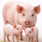 Комбикорм для свиней  и поросят